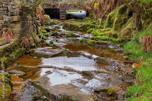 stream in the forest photo