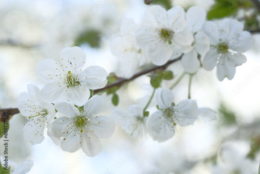 White apple flowers are plentiful on the branch.