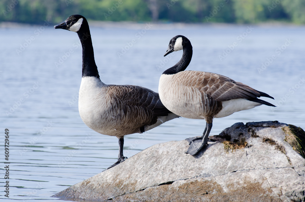 Canada geese pair together at Loch Lomond in Scotland Canada geese pair together at Loch Lomond in Scotland