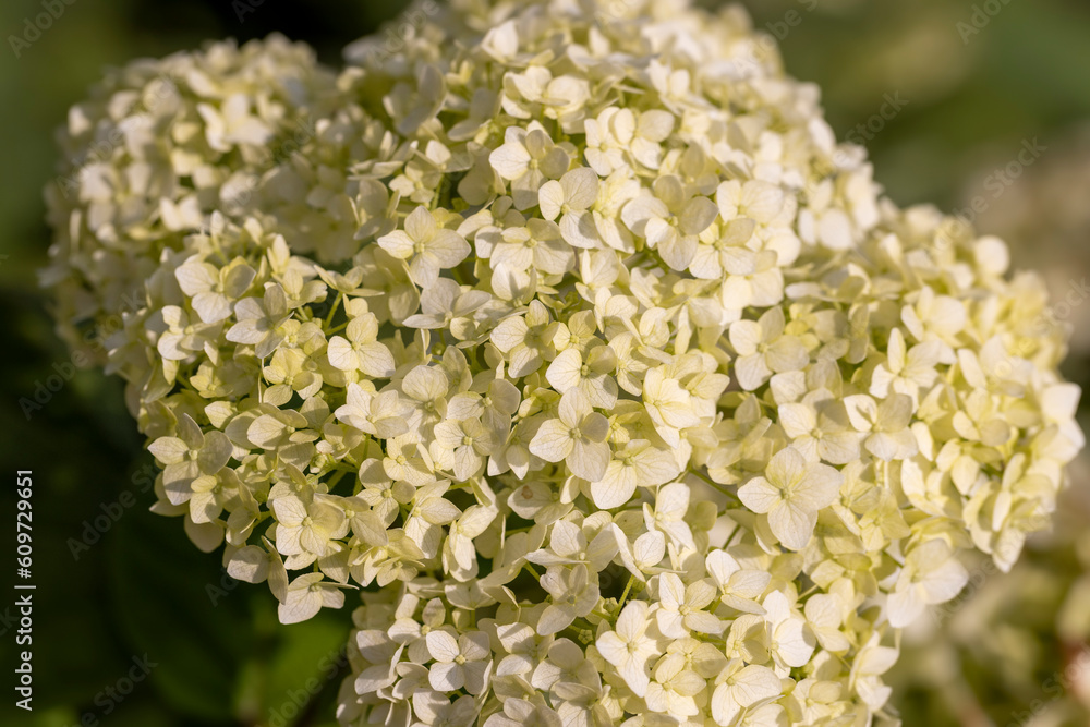 Blooming in late summer or early autumn flowers Blooming in late summer or early autumn flowers