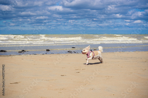 Petit chien court sur la plage en liberté
