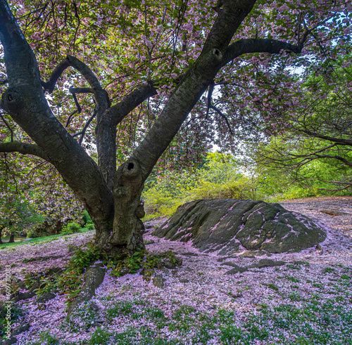 Japanese cherry tree in spring photo