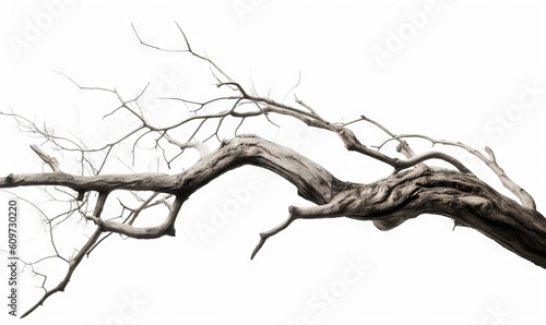  a black and white photo of a dead tree branch with no leaves on a white background with a black and white photo of a dead tree branch with no leaves.  generative ai