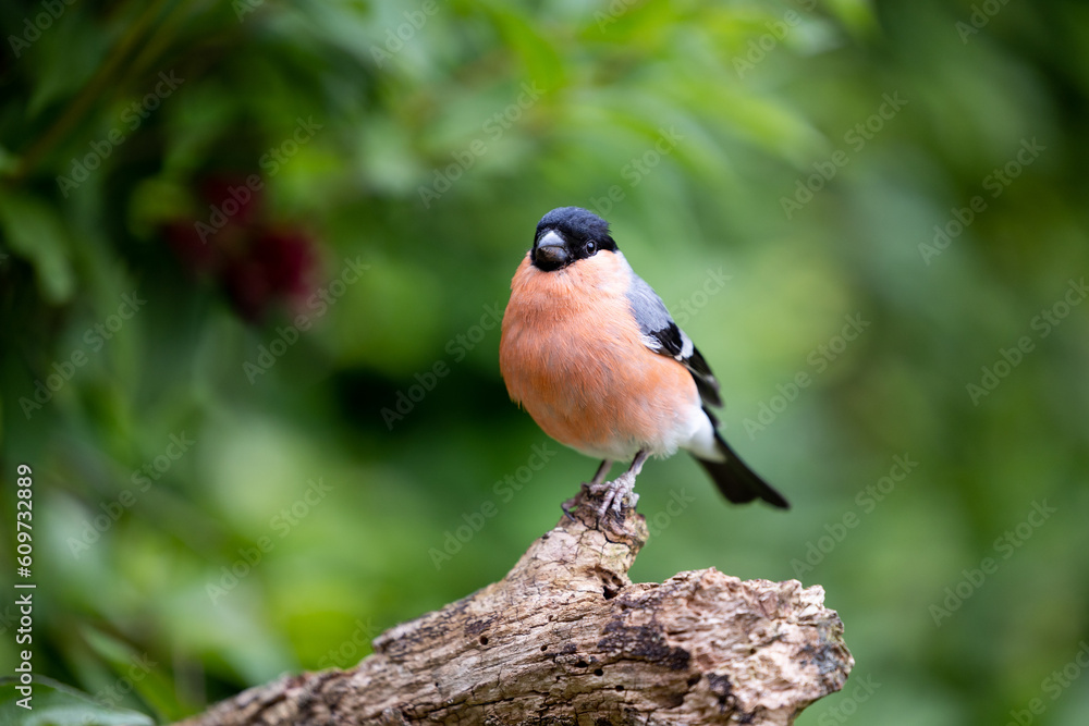 Fototapeta premium Adult male Eurasian Bullfinch (Pyrrhula pyrrhula) posed on a thick branch with a natural, green leafy background - Yorkshire, UK in June.