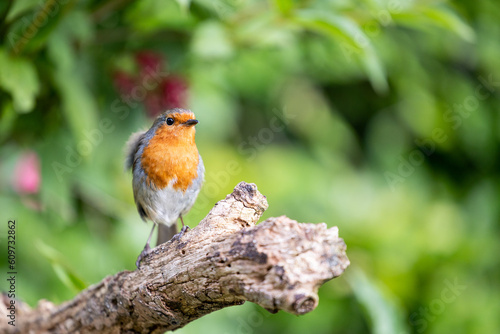 Robin (Erithacus rubecula) posing on thick branch with a vibrant green foliage background - Yorkshire, UK in June  © Helen