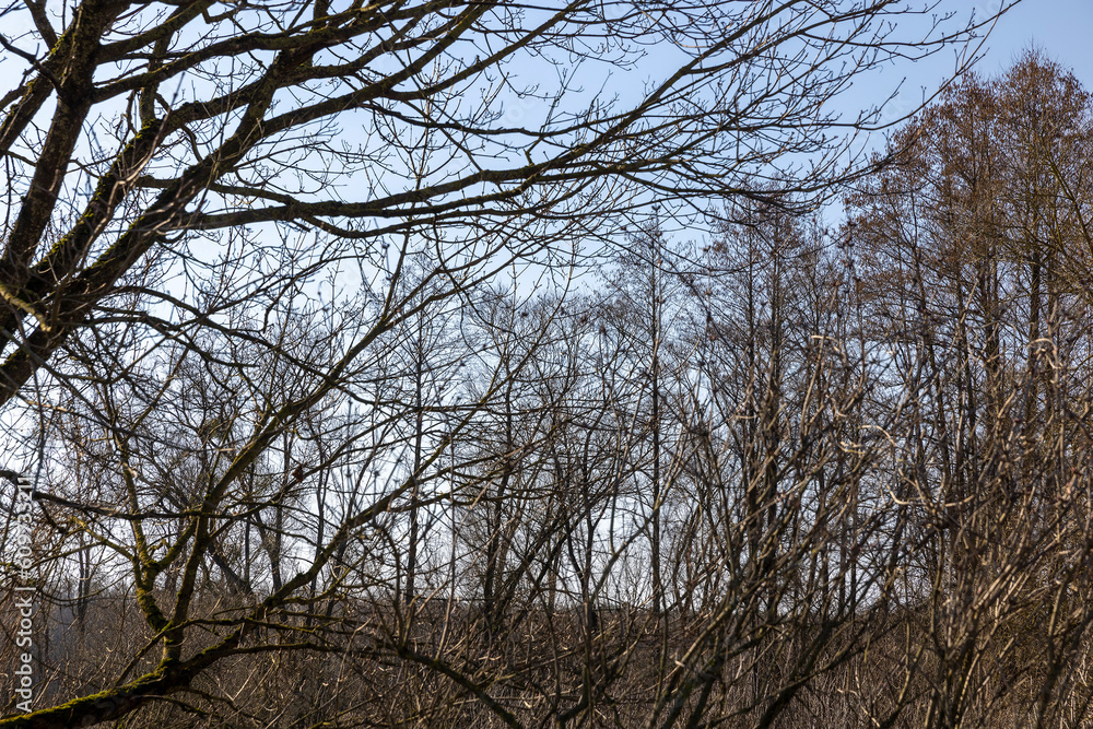 Bare trees in early spring in sunny clear weather Bare trees in early spring in sunny clear weather