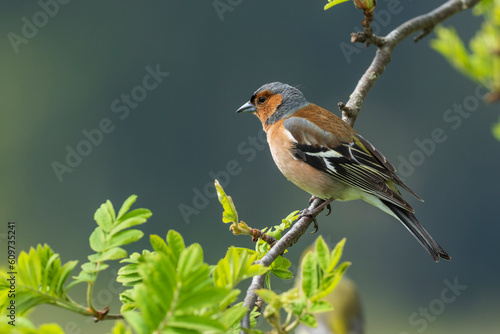 Common chaffinch (Fringilla coelebs) on a branch