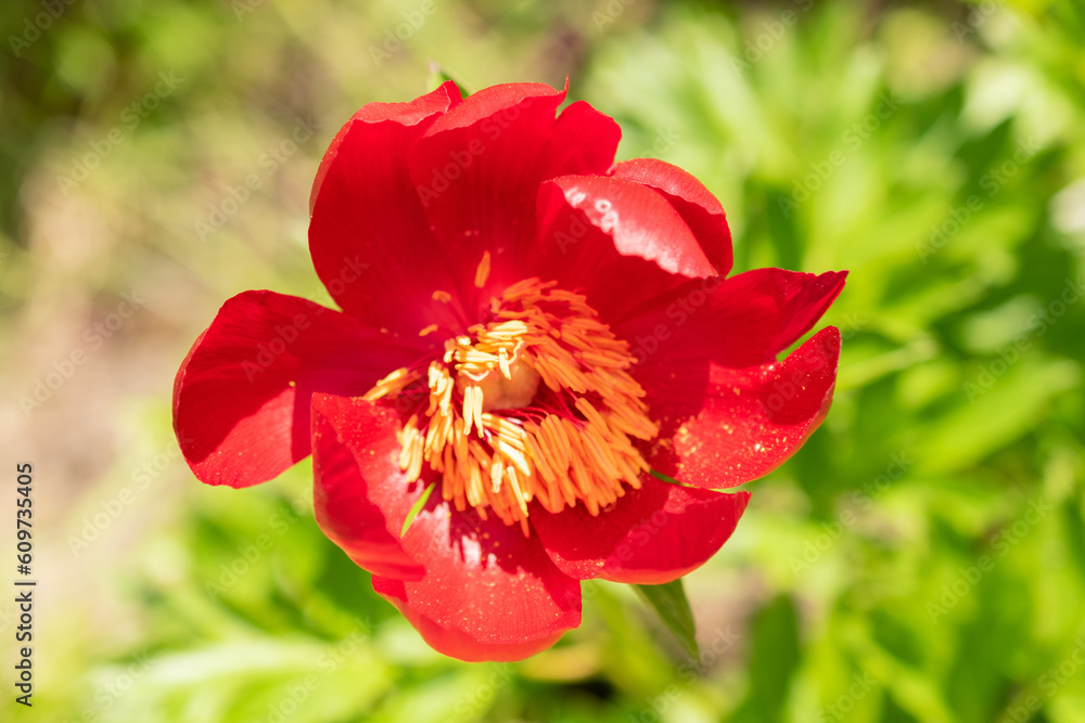 Paeonia Pelegrina flower in Zurich in Switzerland Paeonia Pelegrina flower in Zurich in Switzerland
