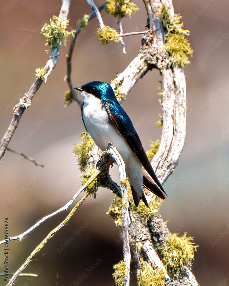 Obraz premium Swallow Photo and Image. Close-up side view perched on a moss branch with brown background in its environment.