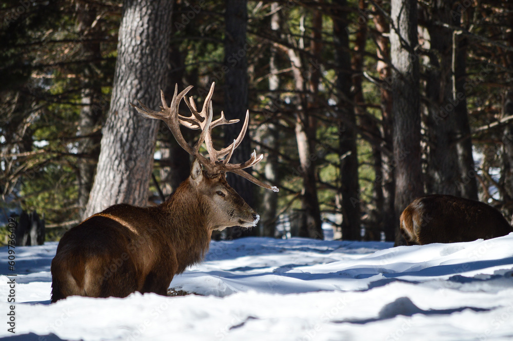 Deer and snow
deer, animal, wildlife, antlers, wild, nature, mammal, forest, horns, brown, animals, winter, snow, wood, fur, male, spain, caption, stock, trees, antler, stag, venison, Pyrenees, buck Deer and snow
deer, animal, wildlife, antlers, wild, nature, mammal, forest, horns, brown, animals, winter, snow, wood, fur, male, spain, caption, stock, trees, antler, stag, venison, Pyrenees, buck
