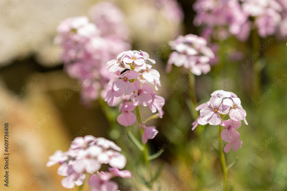 Aethionema Armenum or rock cress or persian candytuft flowers in Zurich in Switzerland Aethionema Armenum or rock cress or persian candytuft flowers in Zurich in Switzerland