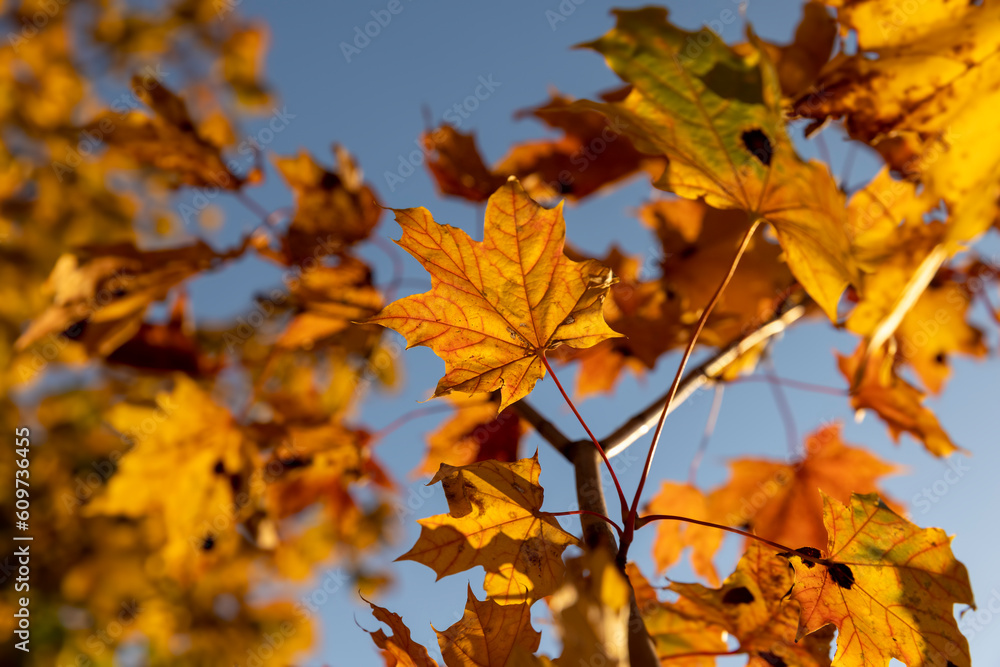 Yellowing maple foliage in the autumn season Yellowing maple foliage in the autumn season