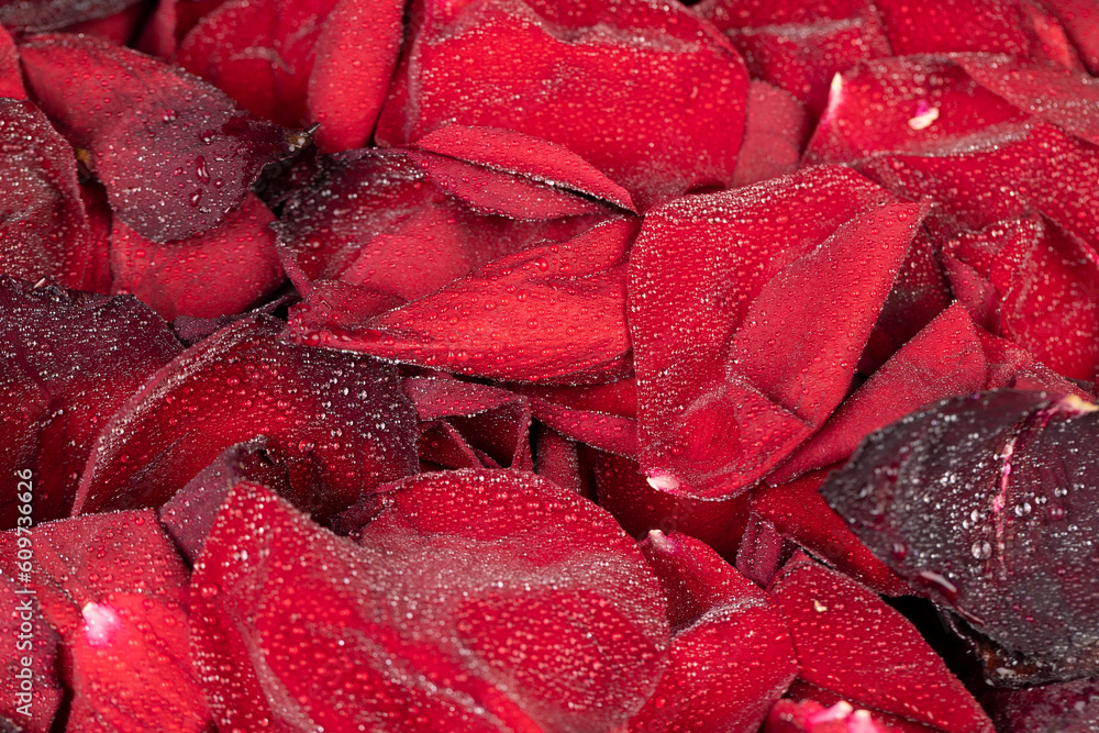 beautiful dried rose petals in drops of pure water beautiful dried rose petals in drops of pure water