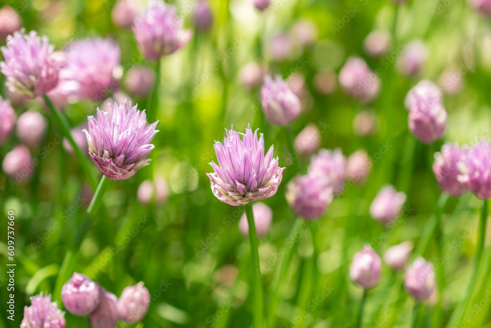 Chives or Allium Schoenoprasum in Zurich in Switzerland Chives or Allium Schoenoprasum in Zurich in Switzerland