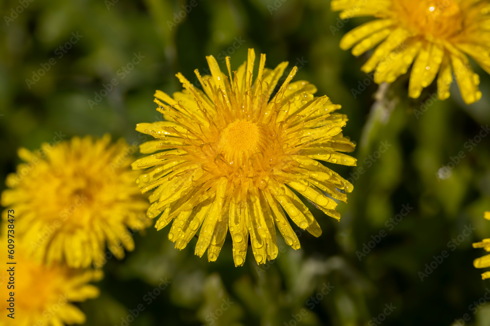 yellow blooming dandelions covered with water drops in the spring season yellow blooming dandelions covered with water drops in the spring season