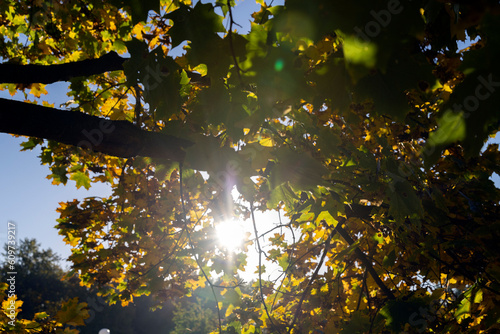 Maple tree foliage in autumn © rsooll