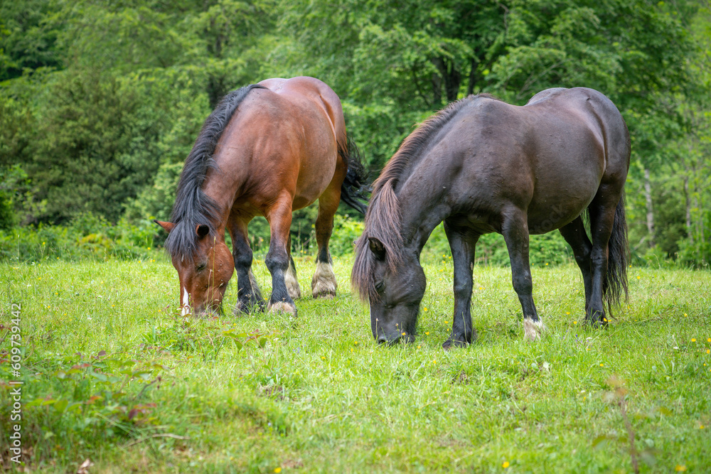 Fototapeta premium Horses graze on a green meadow on a background of green forest 