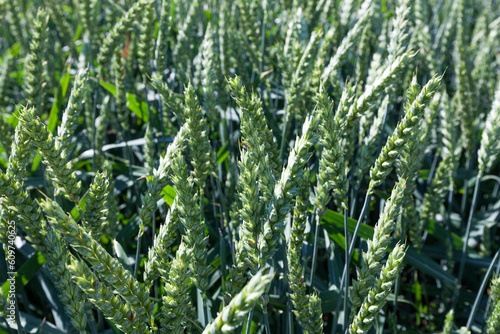 Agricultural field with a large number of green cereals