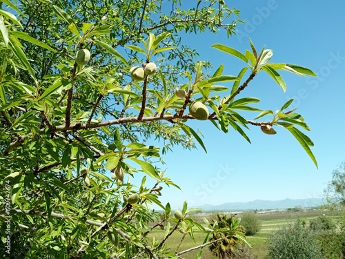 Branch of the almond tree (Prunus dulcis) with fruits. San Juan Bautista, San Benito County, California, USA