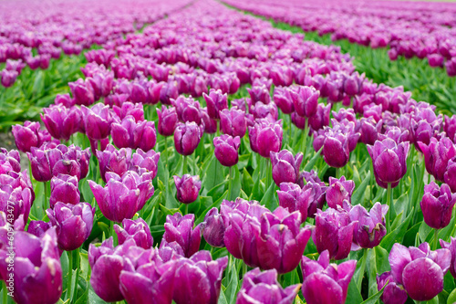 Tulip fields in May. Spring in the Netherlands, the famous Dutch tulip fields. Fuchsia tulips.