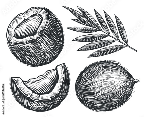 Coconut fresh tropical nut and tree leaves palm branch. Whole, crashed ripe coco sketch. Vector illustration