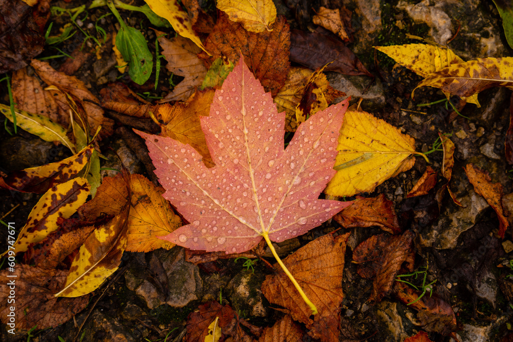 Leaf Leaf