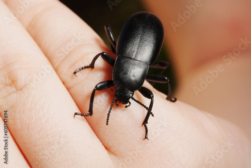 Beetle Slow steppe Tenebrionidae on a child's hand.  photo