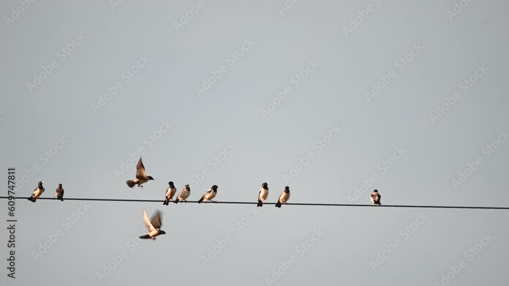 Rosy starling pastor roseus. A group of birds in the wild are sitting on wires. Rosy starling pastor roseus. A group of birds in the wild are sitting on wires.