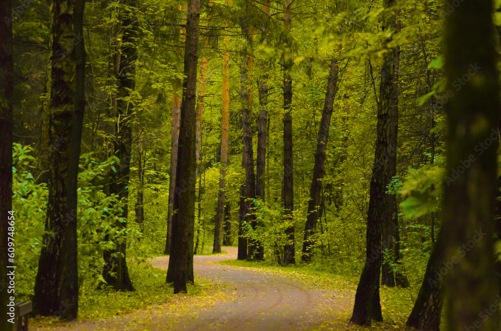 Obraz premium dark autumn forest on a sunny day