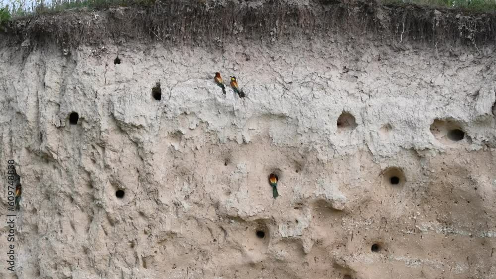 European bee eater Merops apiaster. A colony of birds in a sand pit during nesting. European bee eater Merops apiaster. A colony of birds in a sand pit during nesting.