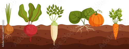 Vegetables Grow In Ground Cross Section View Of Onion, Beetroot, Daikon And Pumpkin With Carrot Veggies In Soil
