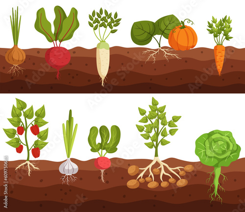 Vegetables Grow In Ground Cross Section View Of Onion, Beetroot, Daikon And Pumpkin. Carrot, Bell Pepper And Garlic
