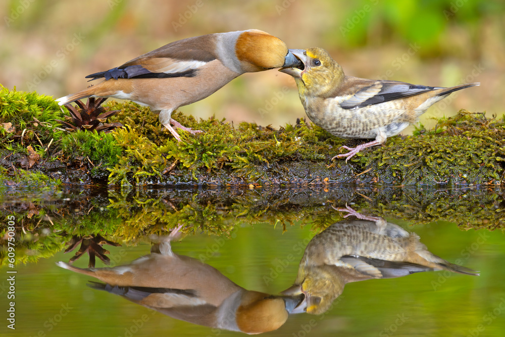 Grubodziób, pestkojad, grabołusk (Coccothraustes coccothraustes) Grubodziób, pestkojad, grabołusk (Coccothraustes coccothraustes)