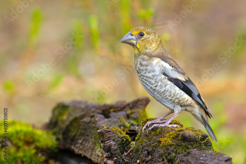 Grubodziób, pestkojad, grabołusk (Coccothraustes coccothraustes)