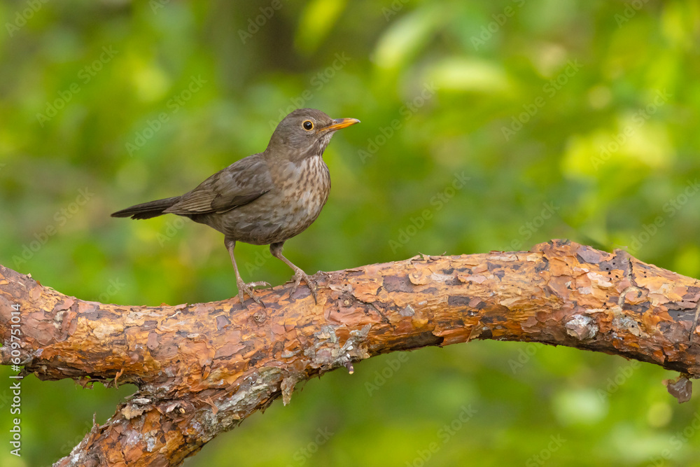 Kos (Turdus merula) Kos (Turdus merula)