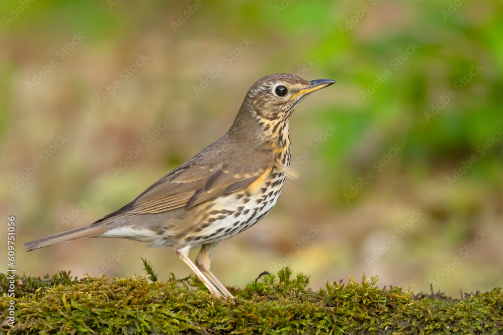 Śpiewak (Turdus philomelos)
