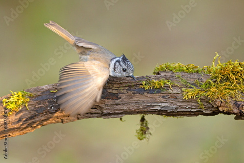 Czubata (Lophophanes cristatus)