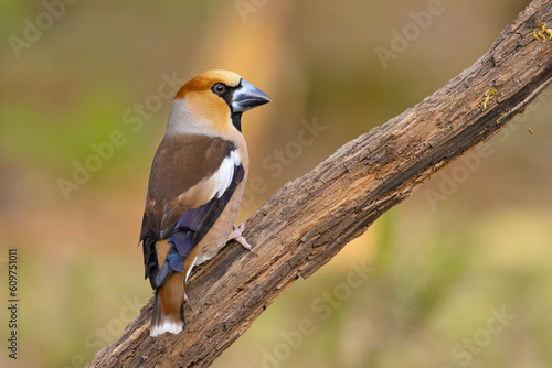 Grubodziób, pestkojad, grabołusk (Coccothraustes coccothraustes)