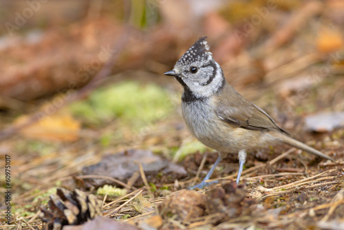 Czubata (Lophophanes cristatus)