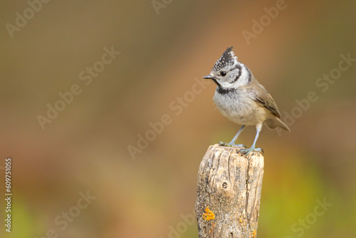 Czubata (Lophophanes cristatus)