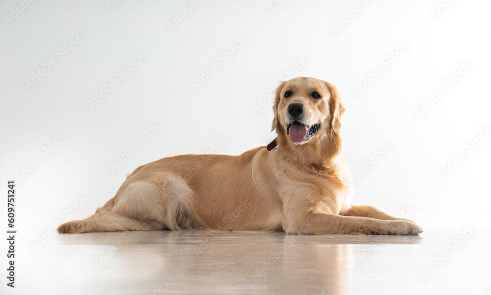 labrador dog on white background	