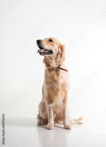 labrador dog on white background 