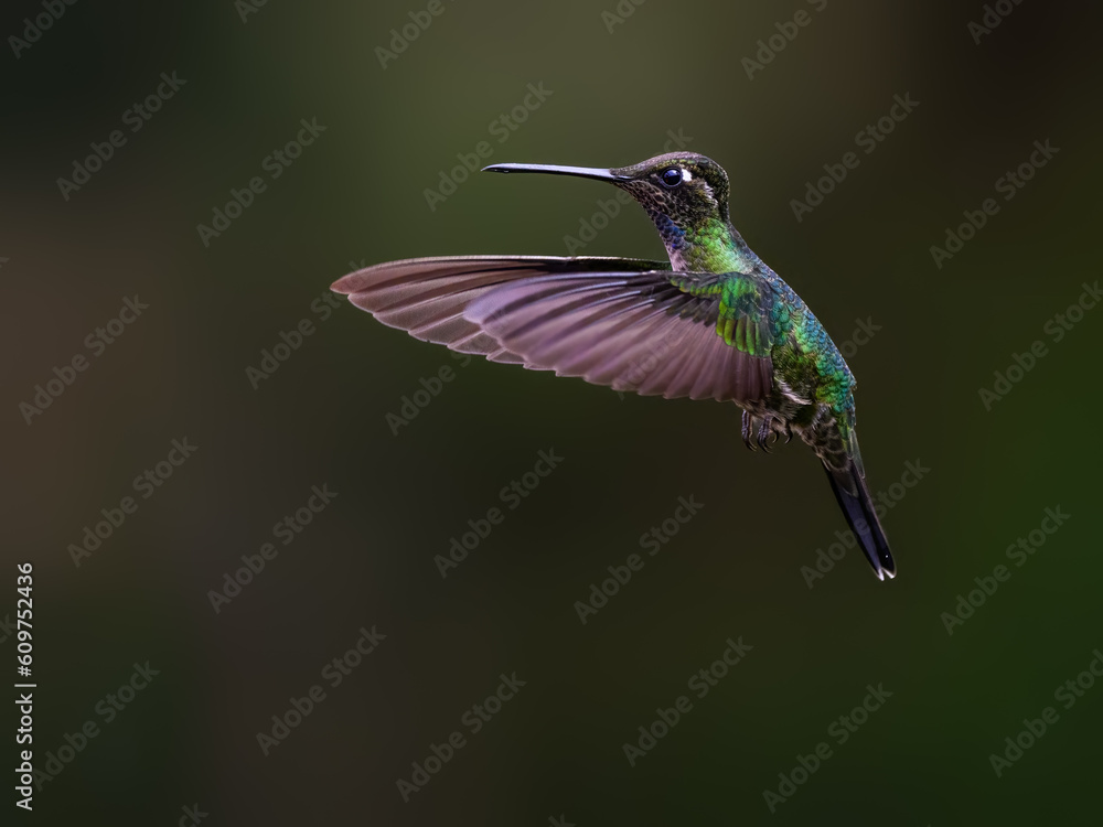 Fototapeta premium Talamanca Hummingbird in flight feeding on purple flower against green background