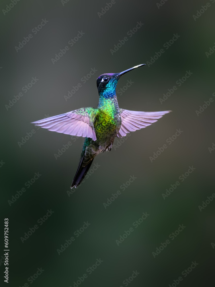 Naklejka premium Talamanca Hummingbird in flight on green background