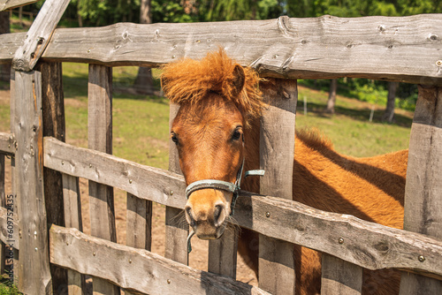 Pony looks out from behind the fence on the farm.