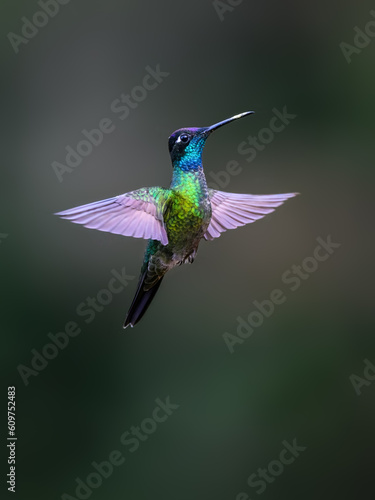 Talamanca Hummingbird in flight on green background © FotoRequest