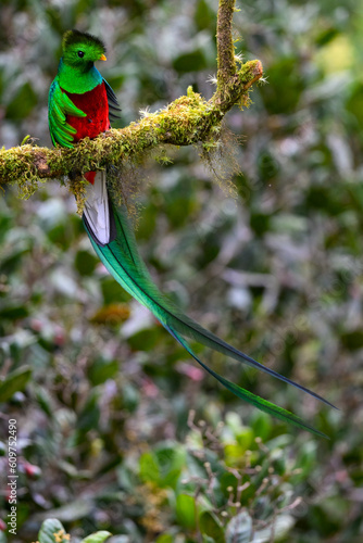 Male Resplendent Quetzal on mossy stick against trees background 