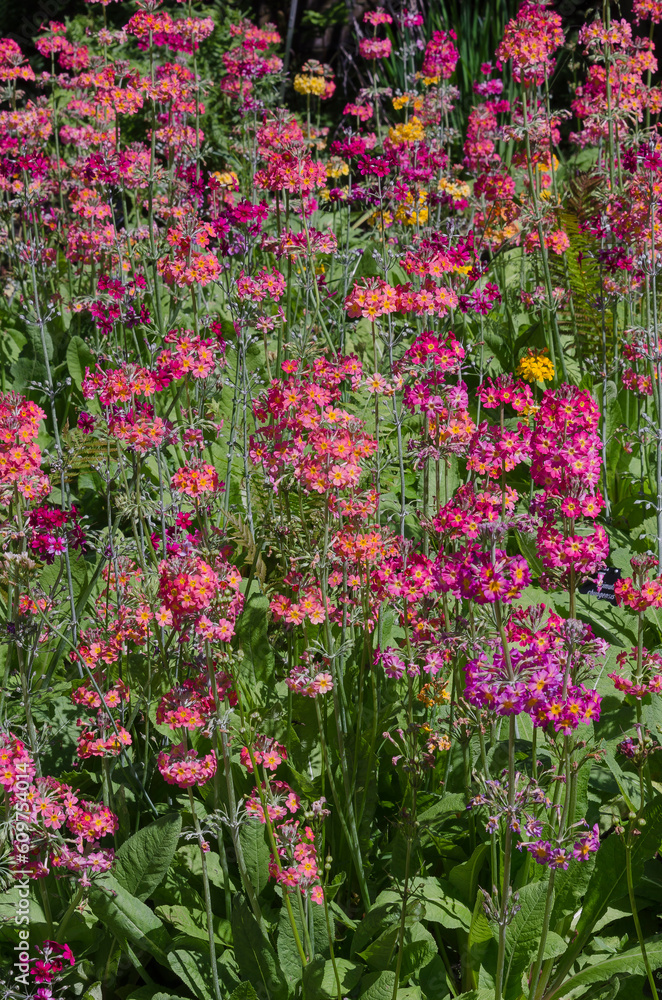 Fototapeta premium Primula bulleyana