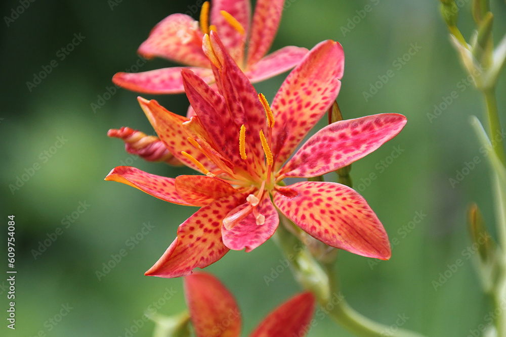Blackberry Lily (Iris domestica) in Full Bloom – Vibrant Orange and Red Speckled Petals Blackberry Lily (Iris domestica) in Full Bloom – Vibrant Orange and Red Speckled Petals