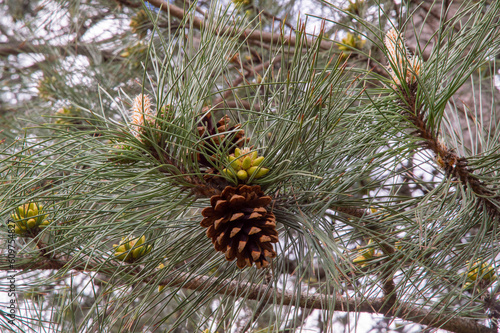 close-up: pine branches with tiny cones and strobili photo